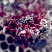 news_2023-01-05_Manticora-new-video-Mycelium