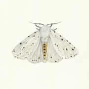 cover_Danefae_Natsværmer